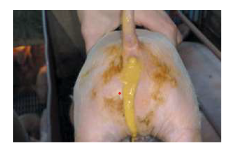 Figura 5: Suinetto con diarrea(contaminazione con ZEN, DON e FUM. (DVM Everson Zotti, Sanphar Saude Animal Ltda, Brazil)