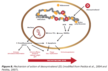 Figura 3: Meccanismo di azione del DON