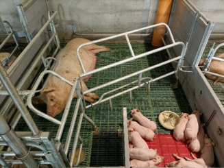 Foto 1: Tipologia di gabbia SWAP usata durante il periodo in sala parto