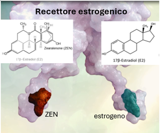 Figura 1: ZEN condivide gli stessi recettori degli estrogeni