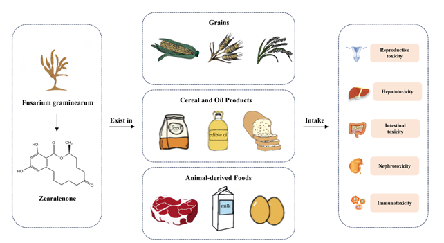 Figura 2: contaminazione di mais e derivati ed effetti tossici dello Zearalenone