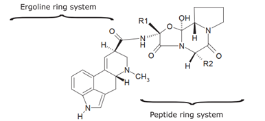 Figura 2: struttura tipica degli alcaloidi dell'ergot