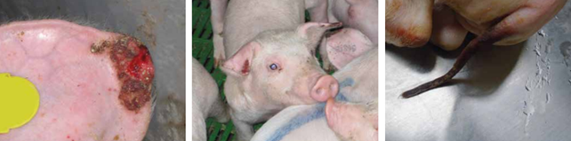 Figura 3: Diversi tipi di lesioni e necrosi