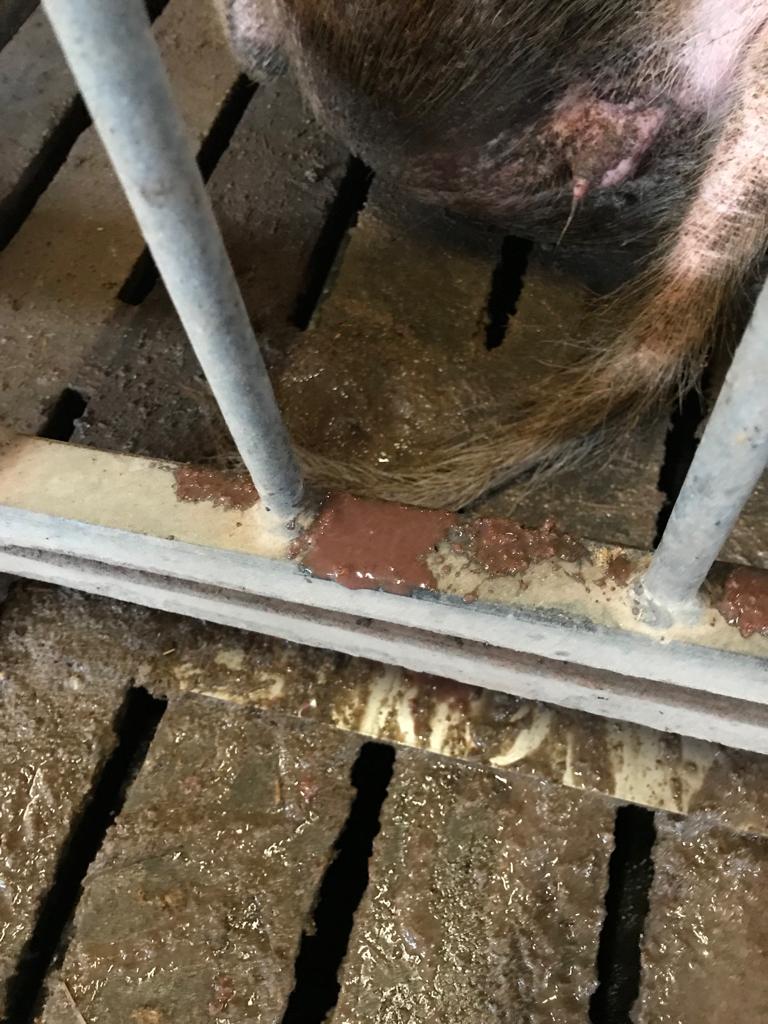 Foto 1A: aspetto delle feci nei casi di diarrea rossa