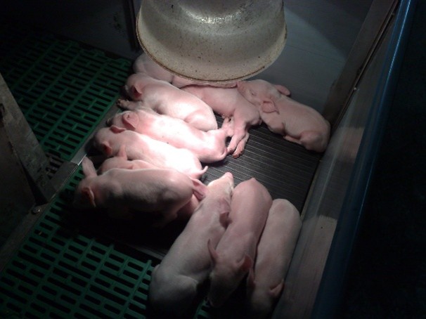 Foto 2: Nido riscaldato con lampada ad incandescenza