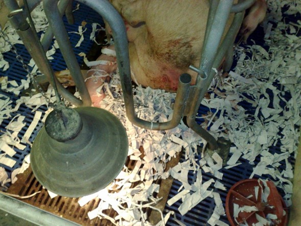 Foto 1: Ideale disposizione della lampada al momento del parto