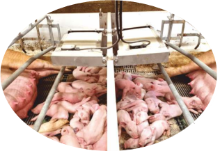 Foto 4: Nido riscaldato con pannello FIR installato