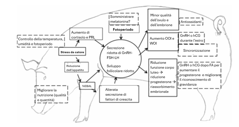 Foto 1: Possibili meccanismi attraverso i quali lo stress da calore e il fotoperiodismo influenzano la riproduzione nelle scrofe