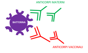 Interazione tra batetrina, anticorpi materni e anticorpi vaccinali
