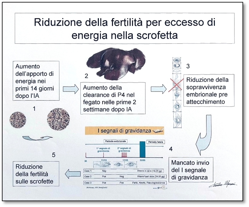 Tavola 1: Riduzione della fertilit&agrave; e prolificit&agrave; nelle scrofette a seguito di un eccesso di energia nei primi giorni di gestazione.