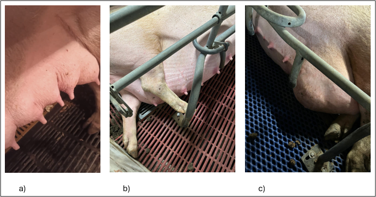 Figura 4: comparazione mammella sana (a) con mammella edematosa (b) e mammella caudale con presenza di nodulo (c)