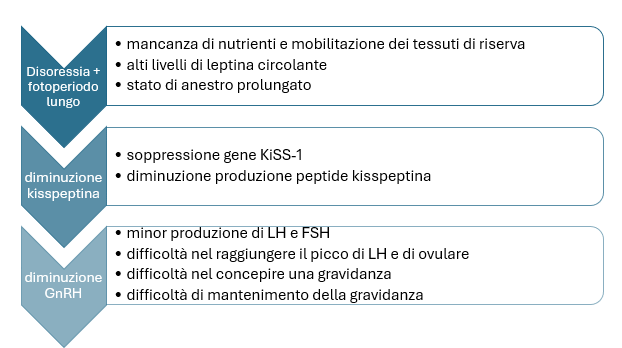 Figura 1: effetti dell’infertilità stagionale correlati al peptide kisspeptina