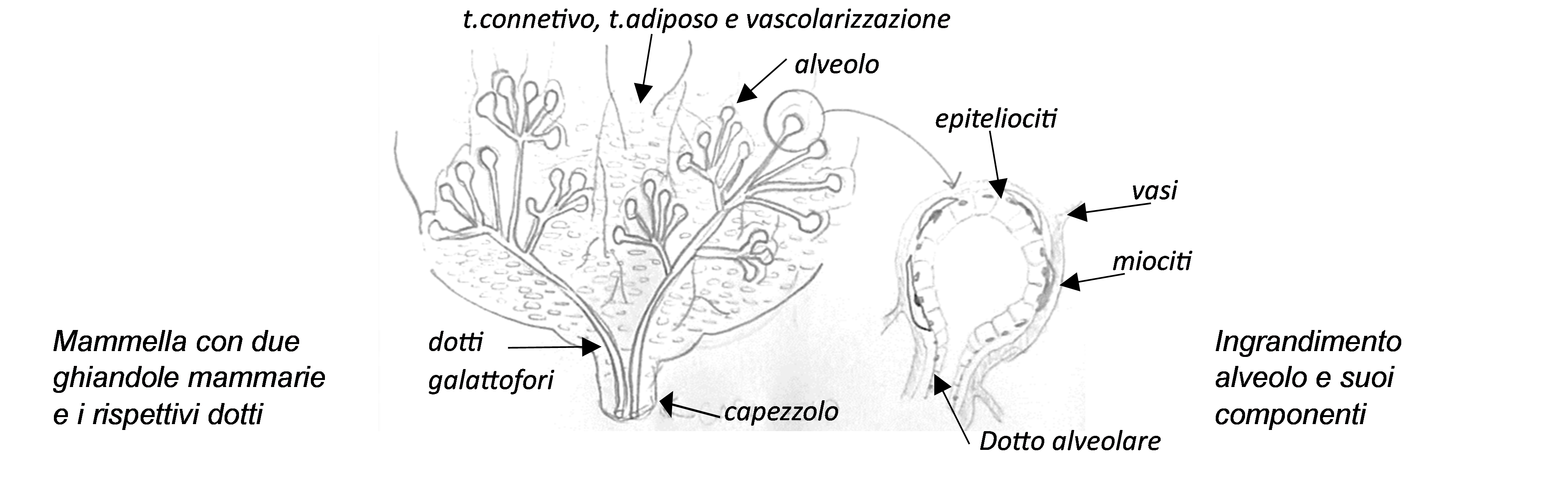 Figura 1: Mammella con due ghiandole mammarie e i rispettivi dotti