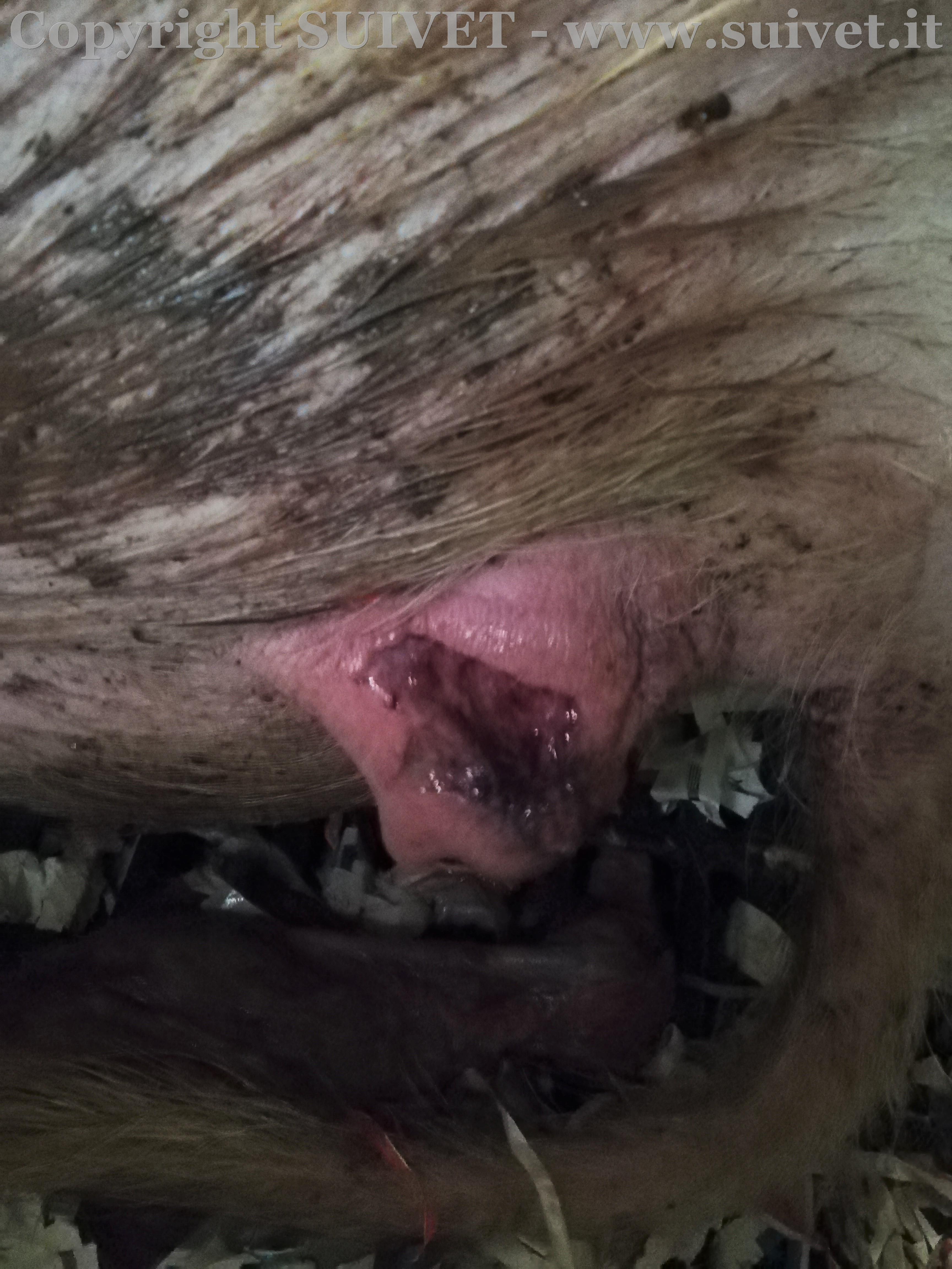 Foto 3: emorragia della vulva